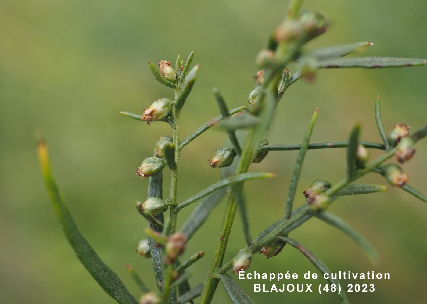 Tarragon flower